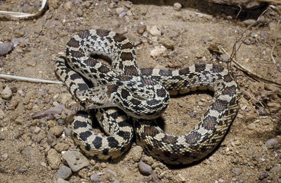 Great Basin Gopher Snake Pituophis Catenifer Editorial Stock Photo ...