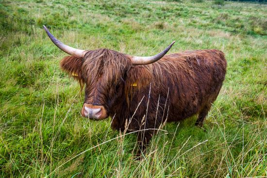 Ancient Cattle Breed Unesco World Heritage Editorial Stock Photo ...