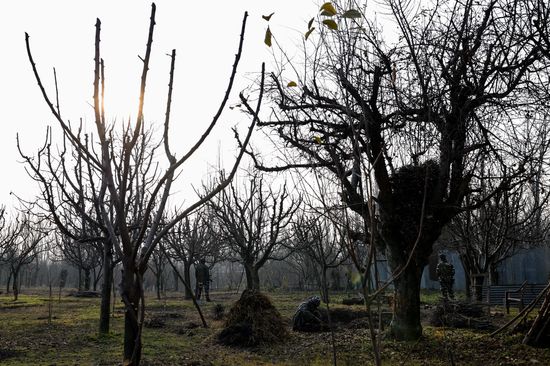Image showcasing Farmer Works Apple Orchard Security Forces Editorial Stock Photo ...