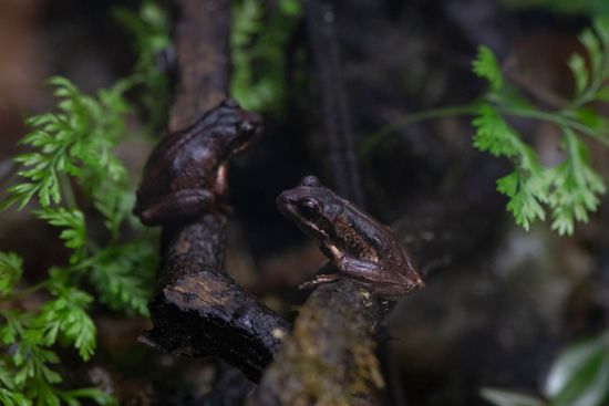 Brown Tree Frogs Sit Inside Their Editorial Stock Photo - Stock Image ...