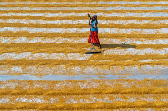 Hundreds Thousands Grains Rice Raked Into Editorial Stock Photo - Stock ...