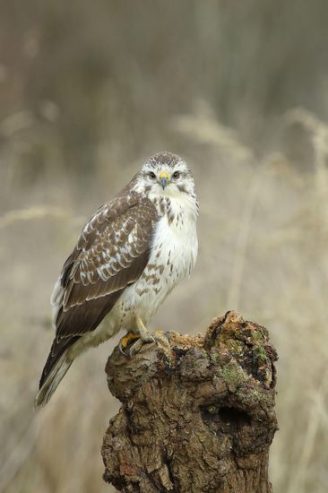 Common Steppe Buzzard Buteo Buteo Light Editorial Stock Photo Stock common-steppe-buzzard-buteo-buteo-light-editorial-stock-photo-stock