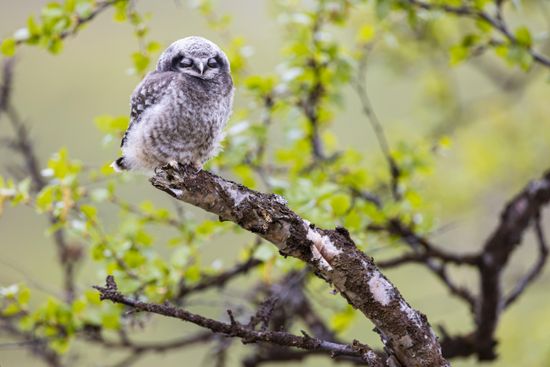 Northern Hawk Owl Surnia Ulula Branchling Editorial Stock Photo - Stock ...