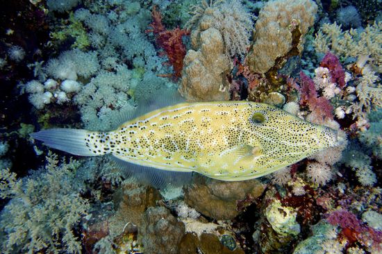 Scrawled Filefish Aluterus Scriptus Daedalus Reef Editorial Stock Photo ...