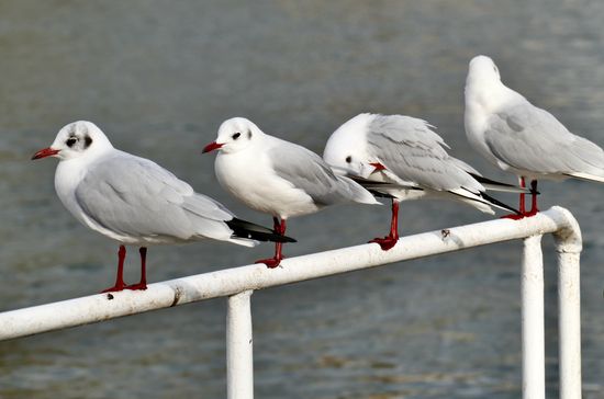 Little Gulls Perch On Rails Along Editorial Stock Photo - Stock Image ...