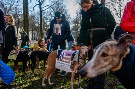 Owners Seen Cheering Their Dogs During Editorial Stock Photo - Stock ...