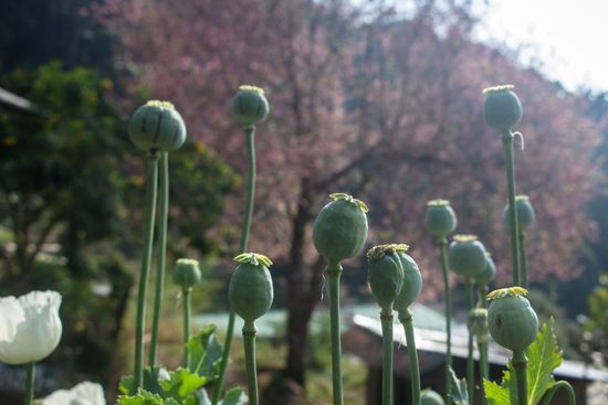 Opium Poppy Buds Seen Hmong Doi Editorial Stock Photo Stock Image