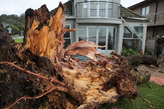 Tree Blown Down By Cyclone Auckland Editorial Stock Photo - Stock Image ...