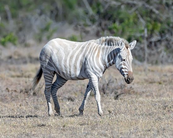Extremely Rare Blonde Zebra Walks Through Editorial Stock Photo - Stock ...