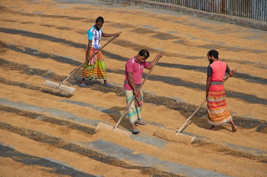 Hundreds Thousands Grains Rice Raked Into Editorial Stock Photo - Stock ...