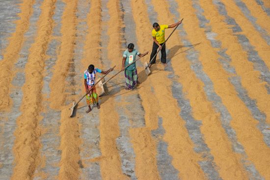 Hundreds Thousands Grains Rice Raked Into Editorial Stock Photo - Stock ...