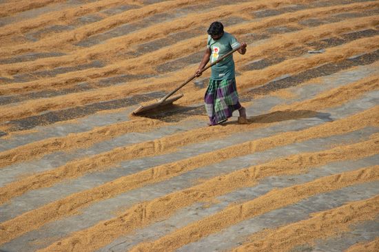 Hundreds Thousands Grains Rice Raked Into Editorial Stock Photo - Stock ...
