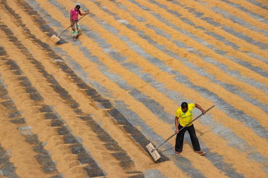 Hundreds Thousands Grains Rice Raked Into Editorial Stock Photo - Stock ...
