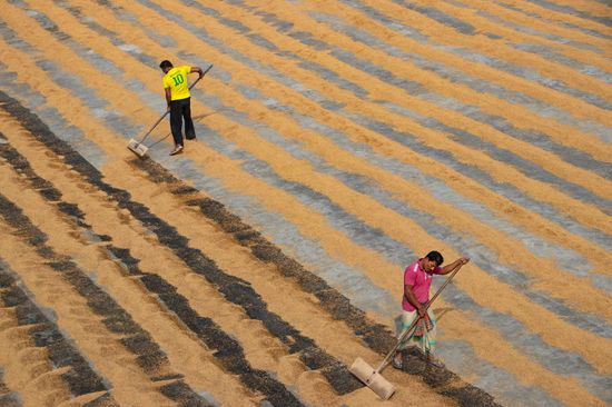 Hundreds Thousands Grains Rice Raked Into Editorial Stock Photo - Stock ...