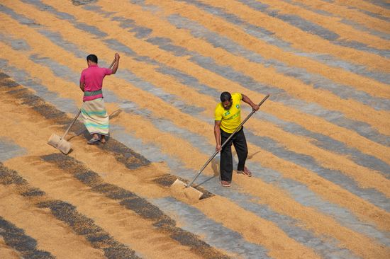 Hundreds Thousands Grains Rice Raked Into Editorial Stock Photo - Stock ...