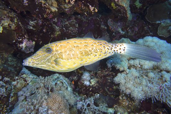 Scrawled Filefish Aluterus Scriptus Daedalus Reef Editorial Stock Photo ...