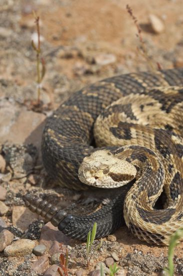 Canebrake Timber Rattlesnake Crotalus Horridus Native Editorial Stock ...