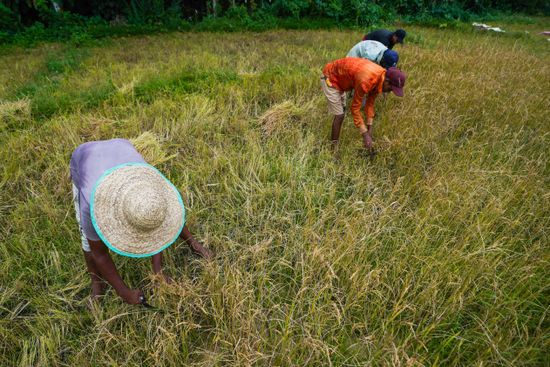 Sri Lankan Farmers Harvest Paddy On Editorial Stock Photo - Stock Image ...