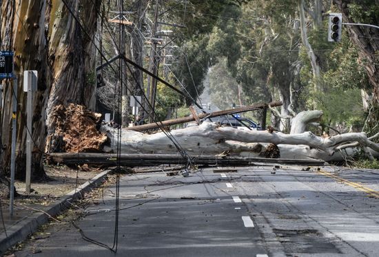 Tree Power Lines Blown Over By Editorial Stock Photo - Stock Image ...