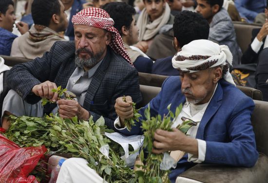 Yemenis Chew Mild Stimulant Khat Leaves Editorial Stock Photo - Stock ...