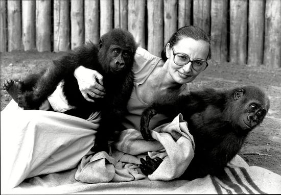 Yvette Leroy Baby Gorillas Bioko Bagbali Editorial Stock Photo - Stock ...