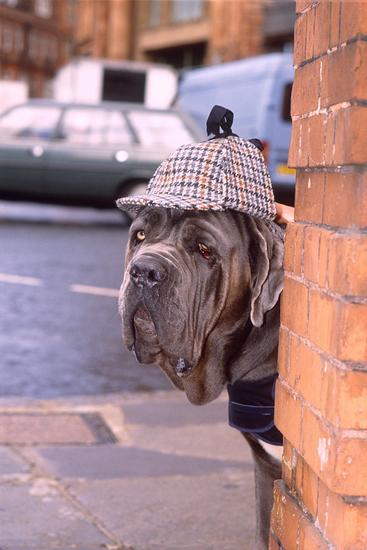 deerstalker dog