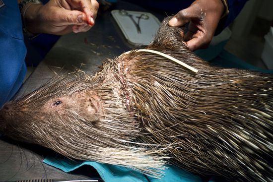 Pennetjies Porcupine During Surgery Stitch Wound - Foto de stock de ...