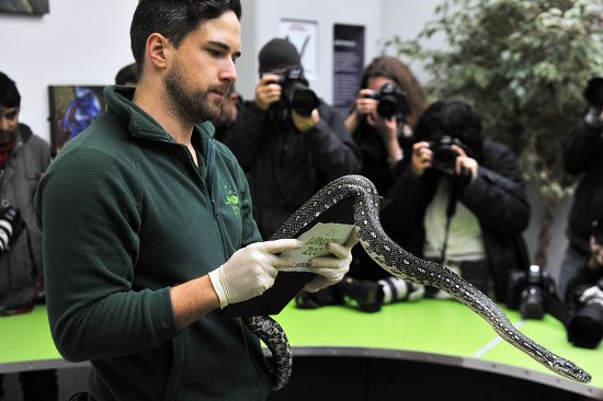 Keeper Holding Diamond Python Editorial Stock Photo - Stock Image ...