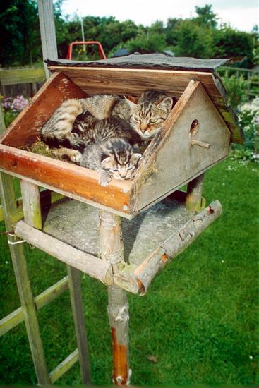 kitten nesting box