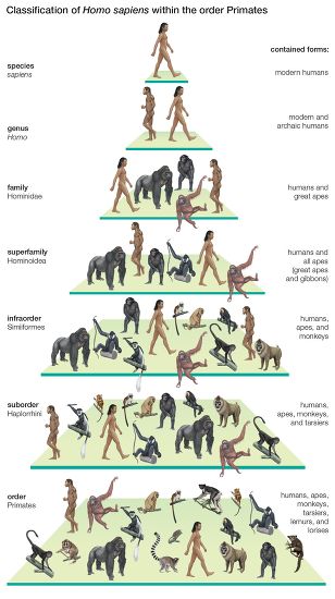 Classification Tree Species Homo Sapiens Modern Foto De Stock De 