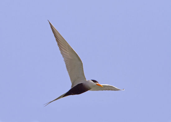 Blackbellied Tern Sterna Acuticauda Adult Flight Editorial Stock Photo ...