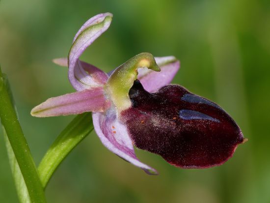 Horseshoe Orchid Ophrys Ferrumequinum Flower Peloponesos Editorial ...