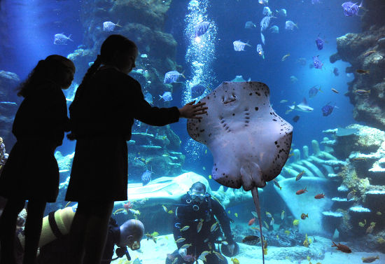 New London Sea Life Aquarium -aiheista toimituksellista kuvaa –  toimituksellinen arkistovalokuva – Arkistokuva | Shutterstock