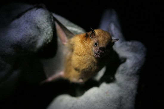 Bat Sturnira Lilium Held By Zoologist Editorial Stock Photo - Stock ...