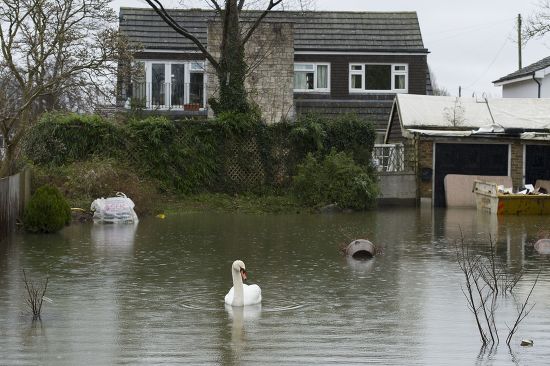 Swan Front Garden Egham Hythe Editorial Stock Photo - Stock Image 