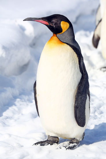 March Penguins Asahiyama Zoo Asahikawa Hokkaido Editorial Stock Photo ...