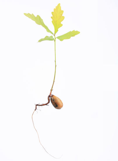 Oak Seedling Quercus Robur Tap Root Editorial Stock Photo - Stock Image ...