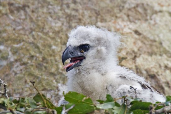 Harpy Eagle Chick Editorial Stock Photo - Stock Image | Shutterstock