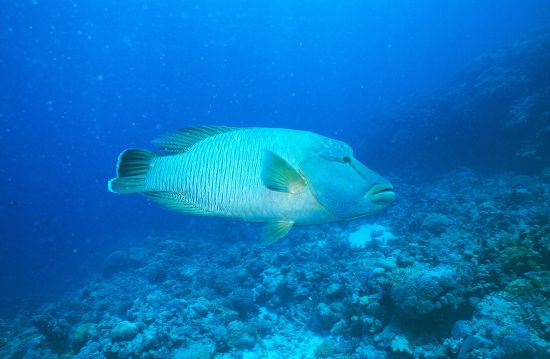 Humphead Wrasse Great Barrier Reef Queensland Editorial Stock Photo ...