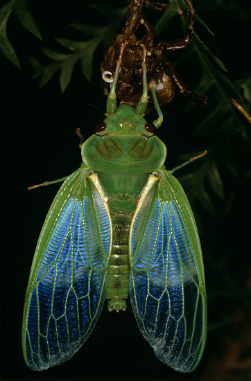 Greengrocer Cicada After Final Ecdysis Moult Editorial Stock Photo ...