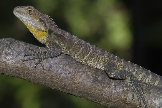 Gippsland Water Dragon Water Head Close Editorial Stock Photo - Stock ...