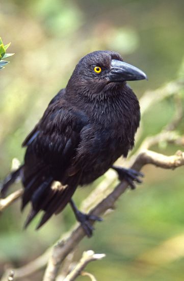 Lord Howe Currawong Unique Island Common Editorial Stock Photo - Stock ...