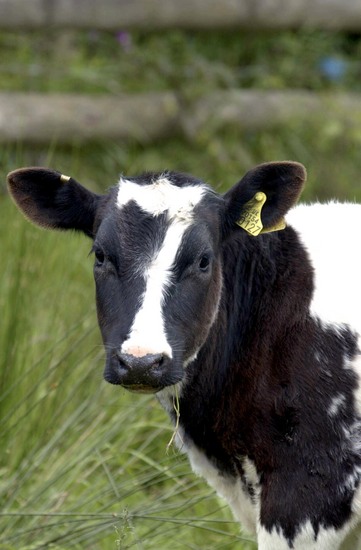 Becky Cow Editorial Stock Photo - Stock Image | Shutterstock