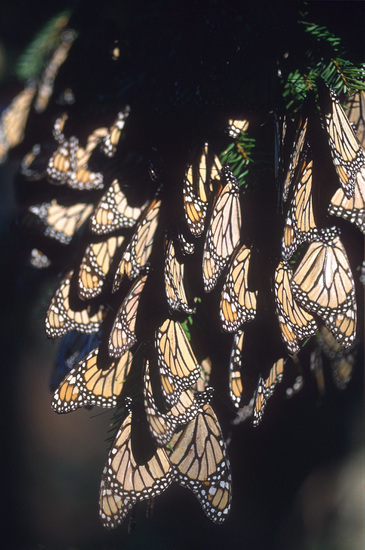 Monarch fir christmas tree