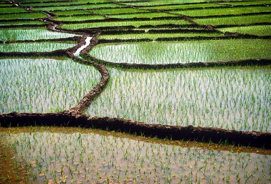 Rice Paddy Goa India Editorial Stock Photo - Stock Image | Shutterstock