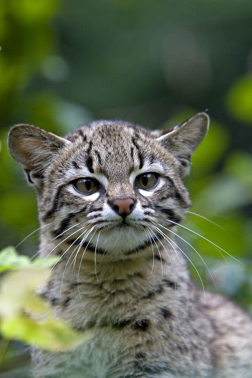 Portrait Geoffroys Cat Oncifelis Geoffroyi Editorial Stock Photo ...