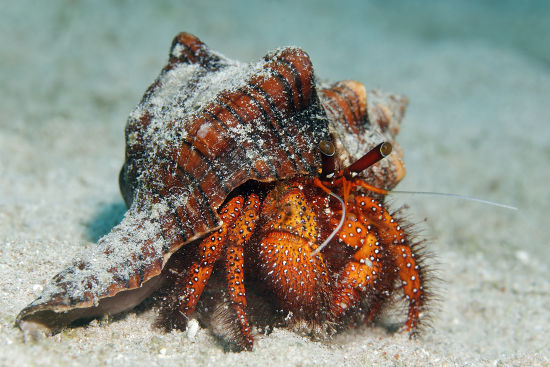 Whitespotted Hermit Crab Dardanus Megistos On Editorial Stock Photo ...