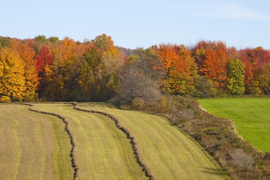 Hayfield Being Harvested Autumn Abercorn Quebec Editorial Stock Photo ...