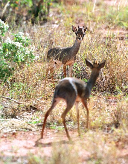 Two Male Dik Diks Fighting Editorial Stock Photo pic pic