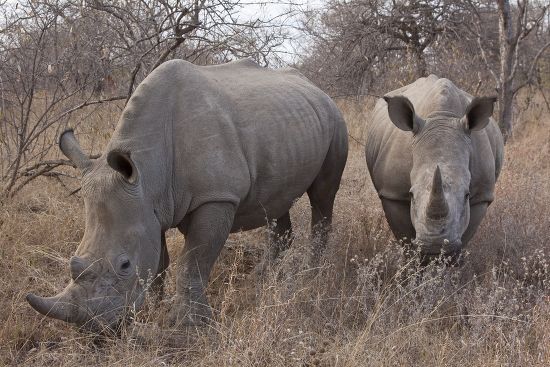 Squarelipped Rhinoceros Ceratotherium Simum Young Tshukudu Editorial 